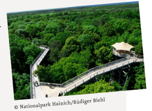 Lesetetxt A1 msn-aktuell T45_Baumkronenpfade2